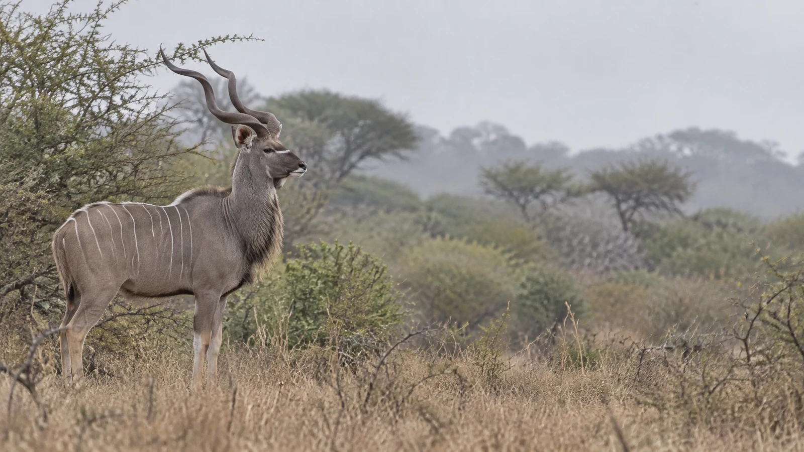 A mature greater kudu bull stands side-on among thorny scrub and dry grass, with its head raised and long spiralled horns against a pale hazy sky; open space…