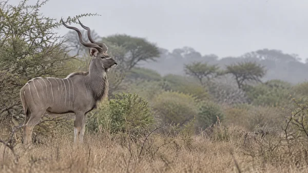 A mature greater kudu bull stands side-on among thorny scrub and dry grass, with its head raised and long spiralled horns against a pale hazy sky; open space…