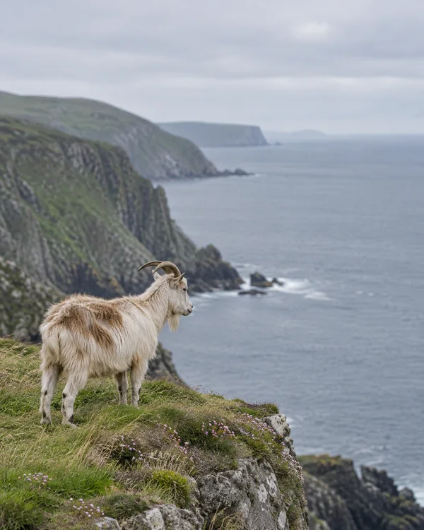 A shaggy off-white and tan goat with swept-back horns stands on a grassy, flower-speckled coastal ledge, facing a calm grey sea beneath an overcast sky.