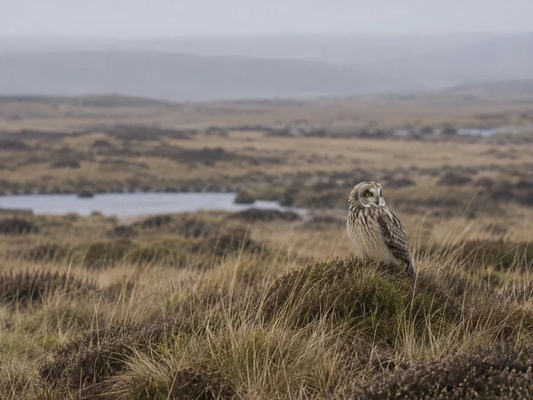A short-eared owl with streaked brown and buff plumage sits on a grassy tussock amid open tawny moorland, with a shallow pool and a soft, hazy horizon behind…