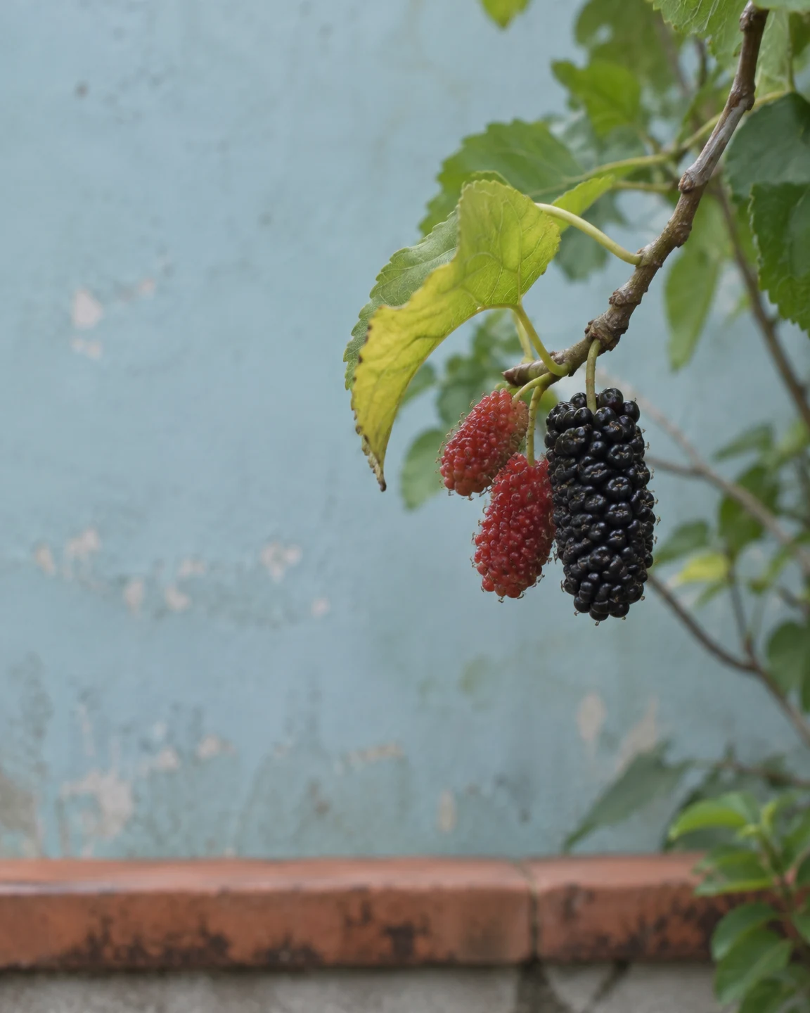 Three elongated mulberries, two reddish and one purple-black, hang from a woody twig beneath a large yellow-green leaf.