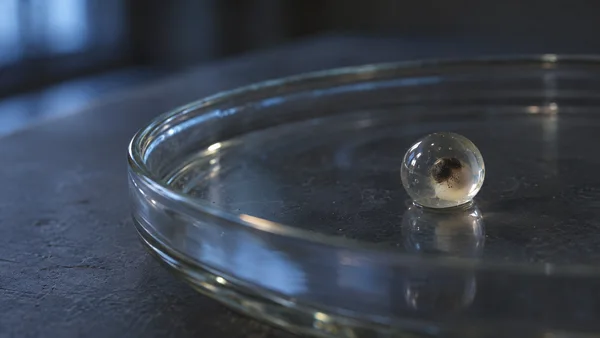 A round, transparent specimen with a dark pigmented center and pale lower portion rests in a shallow glass dish on a dark bench, lit by cool blue light.