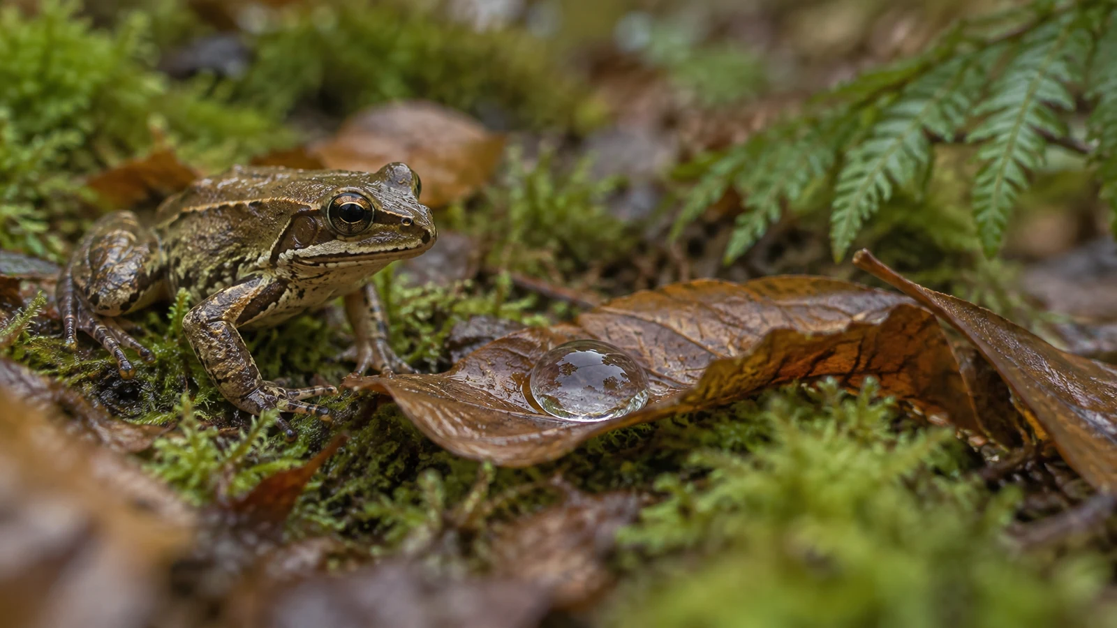 A brown common frog sits on a damp, moss-covered woodland floor facing a large water droplet on a curled beech leaf, with blurred ferns and leaf litter in the…