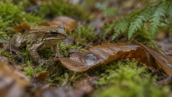 A brown common frog sits on a damp, moss-covered woodland floor facing a large water droplet on a curled beech leaf, with blurred ferns and leaf litter in the…