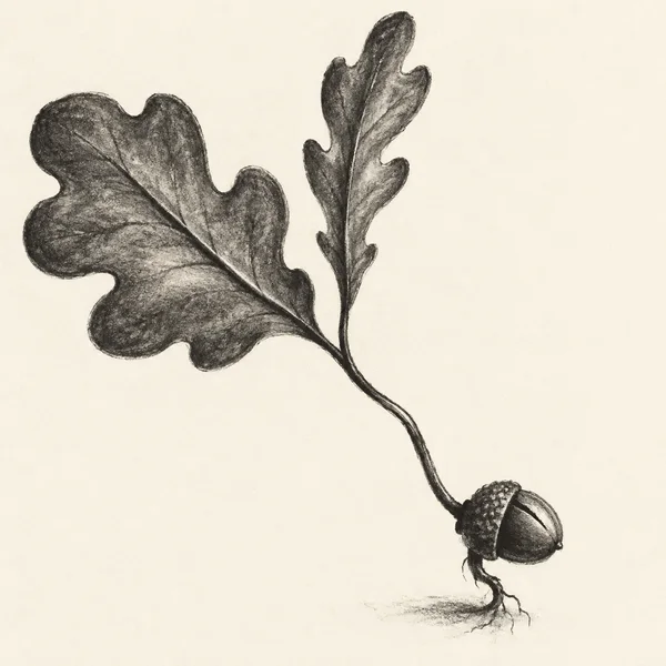 A charcoal-style botanical illustration shows a split acorn in the lower-right area, with a curved stem rising diagonally to two oversized oak leaves against…