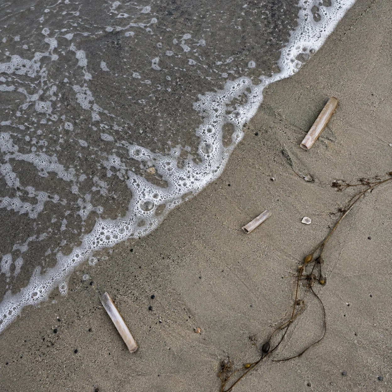 Overhead view of a beach shoreline, with a diagonal line of white foam separating dark wet sand from lighter sand; several pale razor clam shells and a strand…