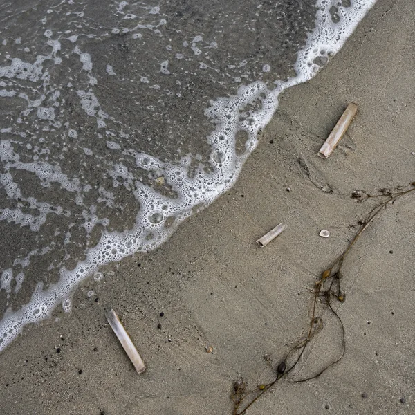 Overhead view of a beach shoreline, with a diagonal line of white foam separating dark wet sand from lighter sand; several pale razor clam shells and a strand…