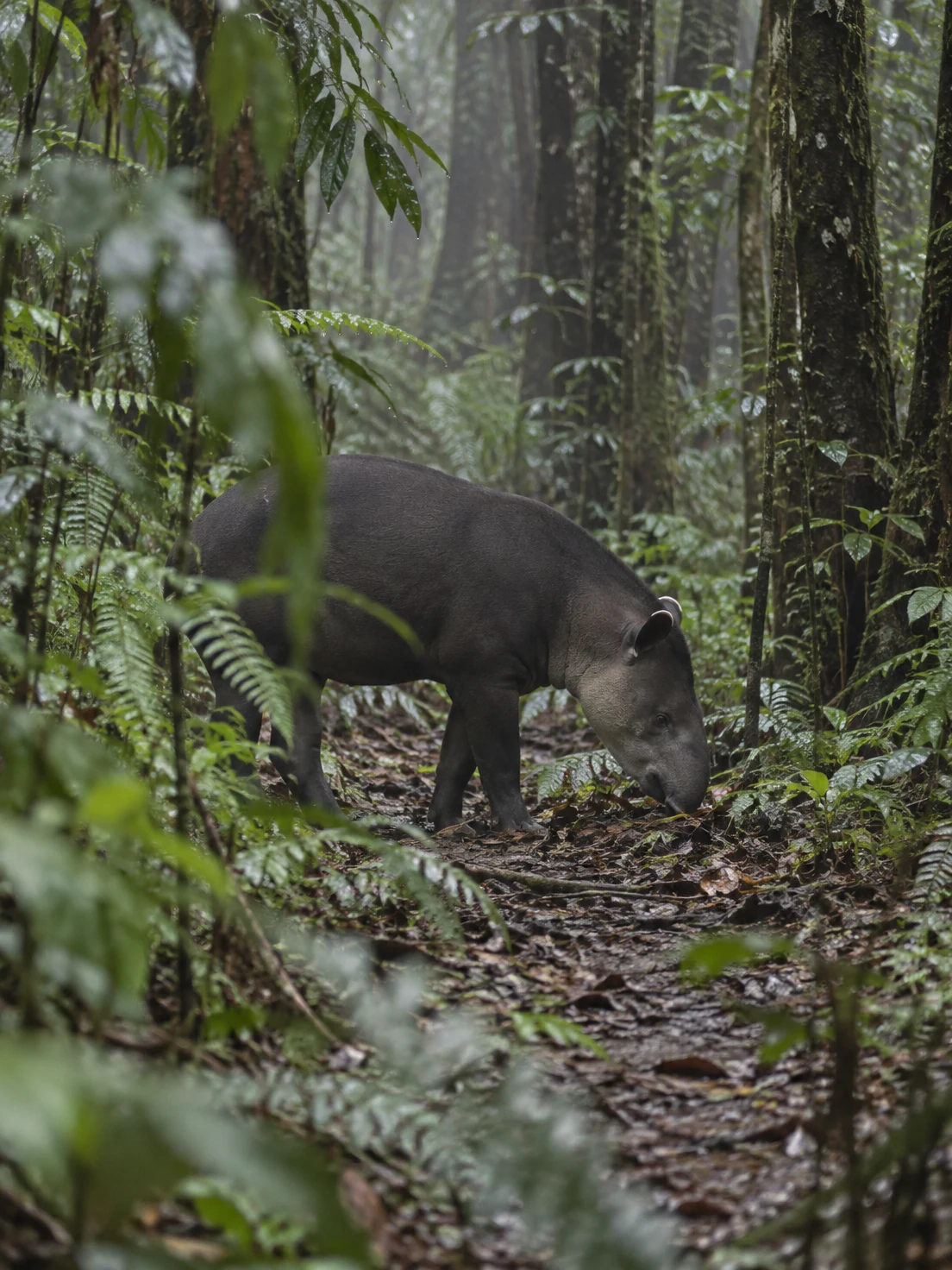 A dark-coated tapir stands side-on with its head lowered to sniff leaf litter on a damp forest trail, partly screened by blurred fern fronds and leaves, with…