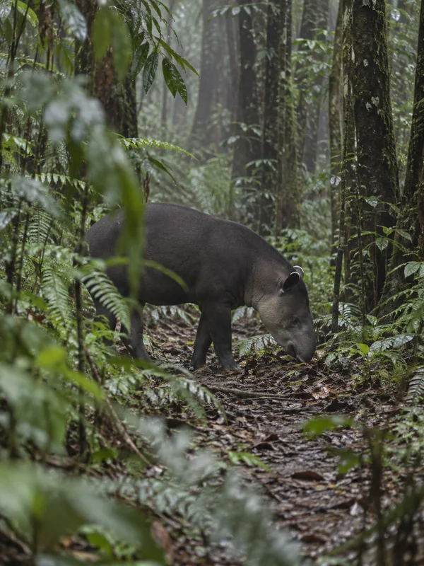 A dark-coated tapir stands side-on with its head lowered to sniff leaf litter on a damp forest trail, partly screened by blurred fern fronds and leaves, with…
