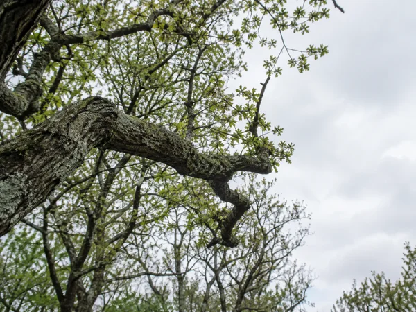 A thick, twisted oak limb covered in pale lichen stretches across the foreground beneath fine branches with sparse green leaves, against a pale overcast sky.