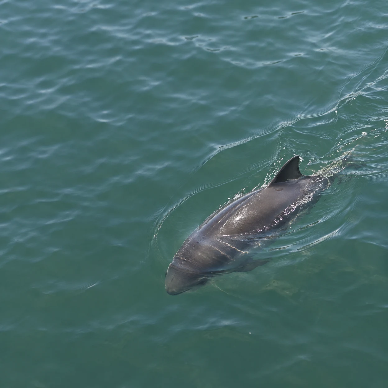 A dark grey porpoise swims diagonally beneath the surface of green seawater, with its back and triangular dorsal fin above the water and ripples trailing…