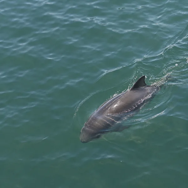 A dark grey porpoise swims diagonally beneath the surface of green seawater, with its back and triangular dorsal fin above the water and ripples trailing…