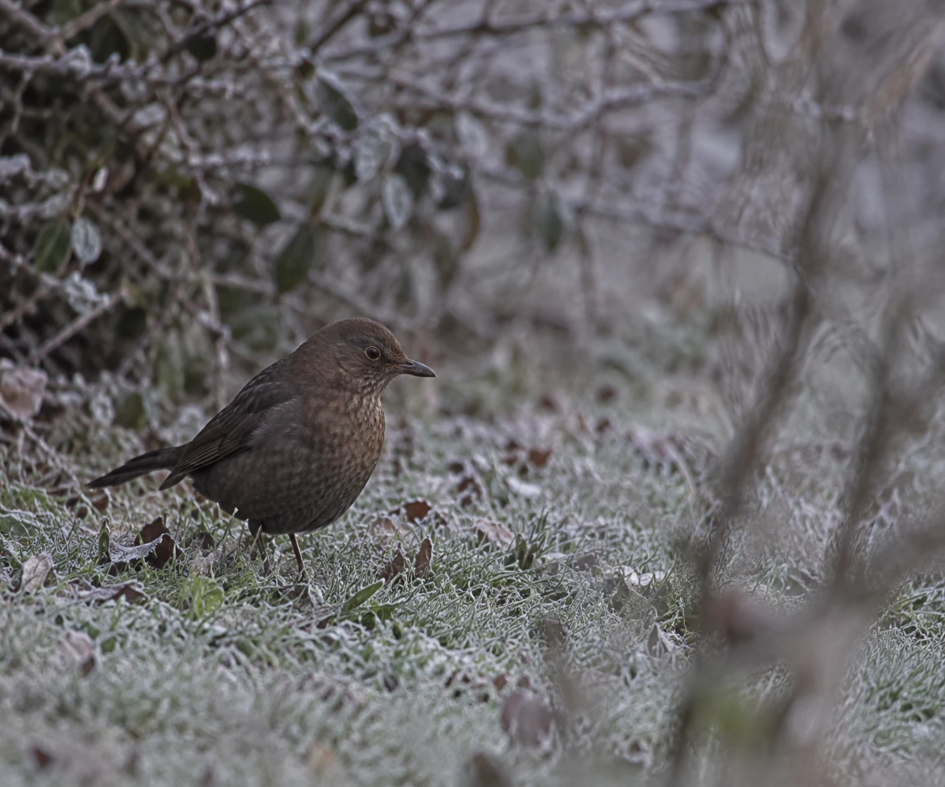 A brown female blackbird stands on frost-covered grass beside a hedge, facing right.