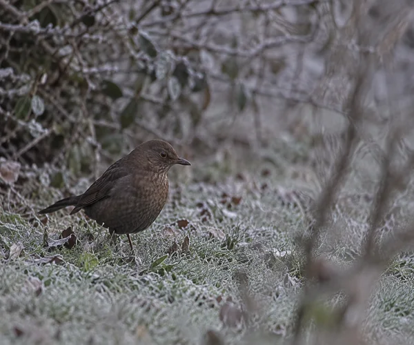 A brown female blackbird stands on frost-covered grass beside a hedge, facing right.
