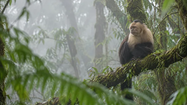 A pale-faced, dark-furred monkey rests on a moss-covered branch in a misty forest, with blurred green foliage in the foreground and soft tree trunks behind it.