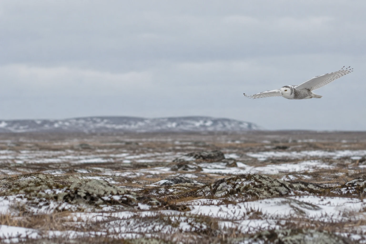 A snowy owl glides over a broad tundra plain with patchy snow and muted brown vegetation, flying in the right side of the frame beneath a pale overcast sky.