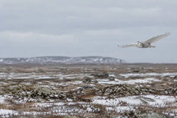 A snowy owl glides over a broad tundra plain with patchy snow and muted brown vegetation, flying in the right side of the frame beneath a pale overcast sky.