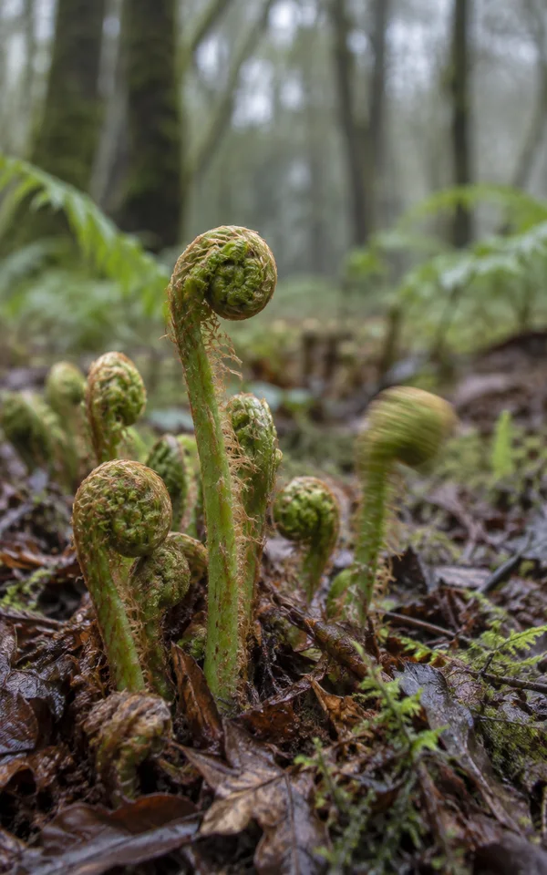 A cluster of fresh green bracken fiddleheads with fine rusty hairs rises from damp leaf litter and moss on a woodland floor, with softly blurred tree trunks…