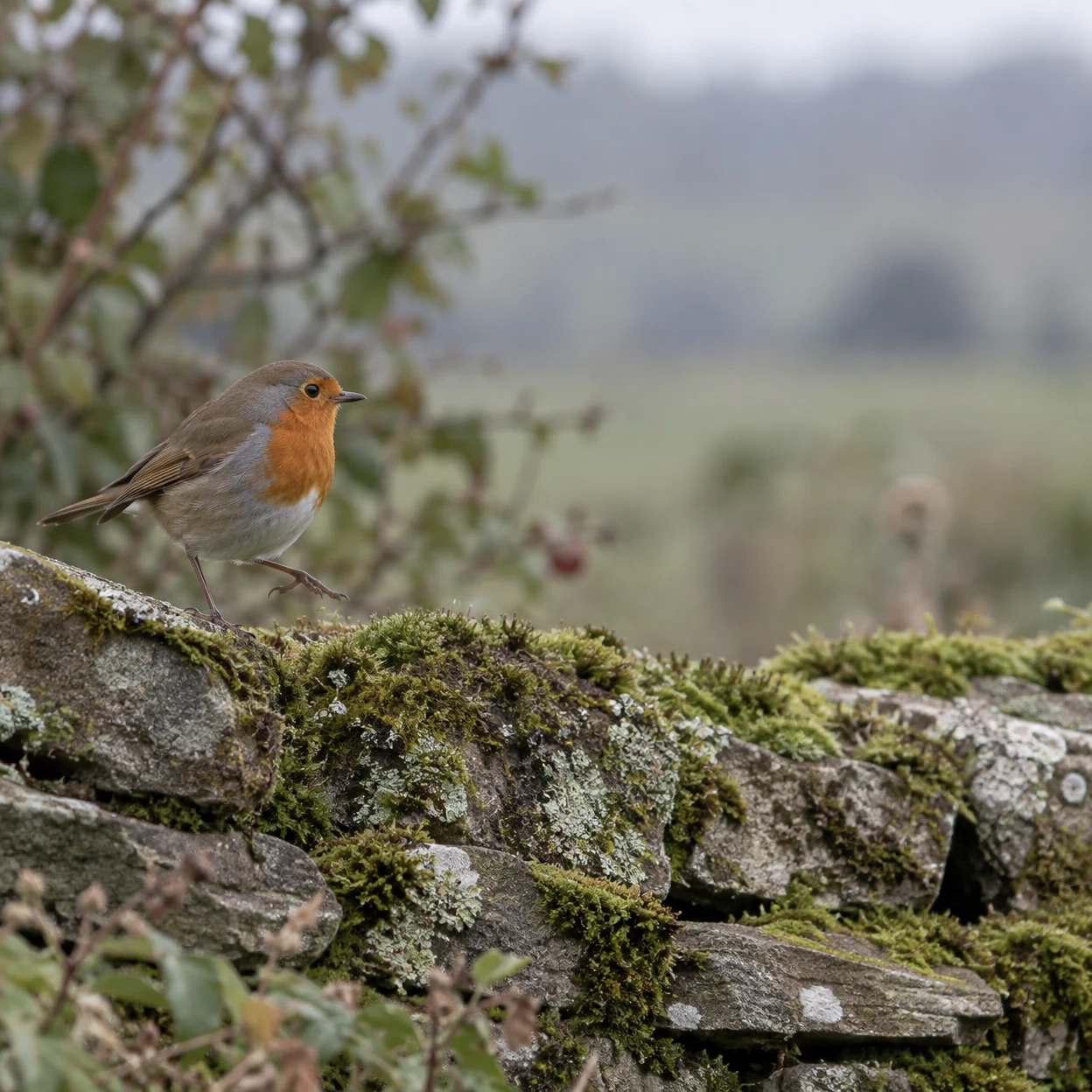 A European robin with an orange-red breast stands mid-hop on a moss- and lichen-covered stone wall, facing right; a soft-focus hedgerow and grey-green distance…