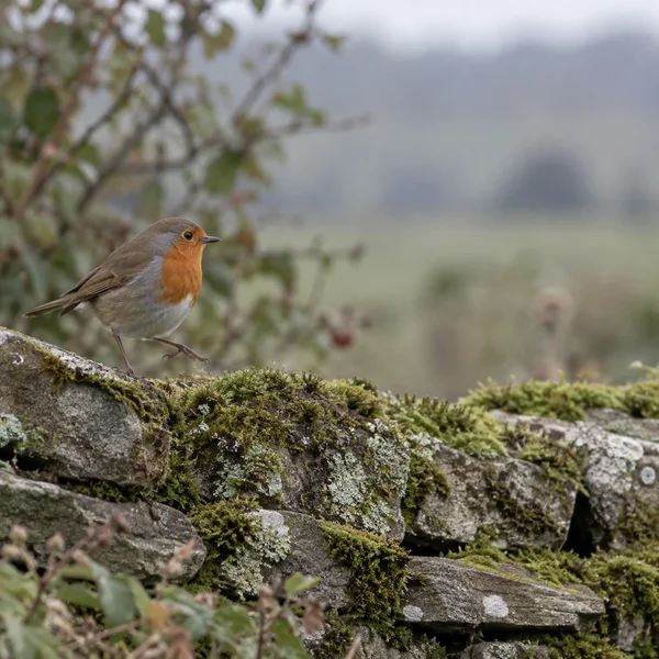 A European robin with an orange-red breast stands mid-hop on a moss- and lichen-covered stone wall, facing right; a soft-focus hedgerow and grey-green distance…