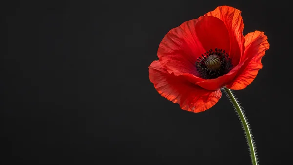 A large open scarlet poppy with translucent, rippled petals and a dark central seed head sits against a matte charcoal background.