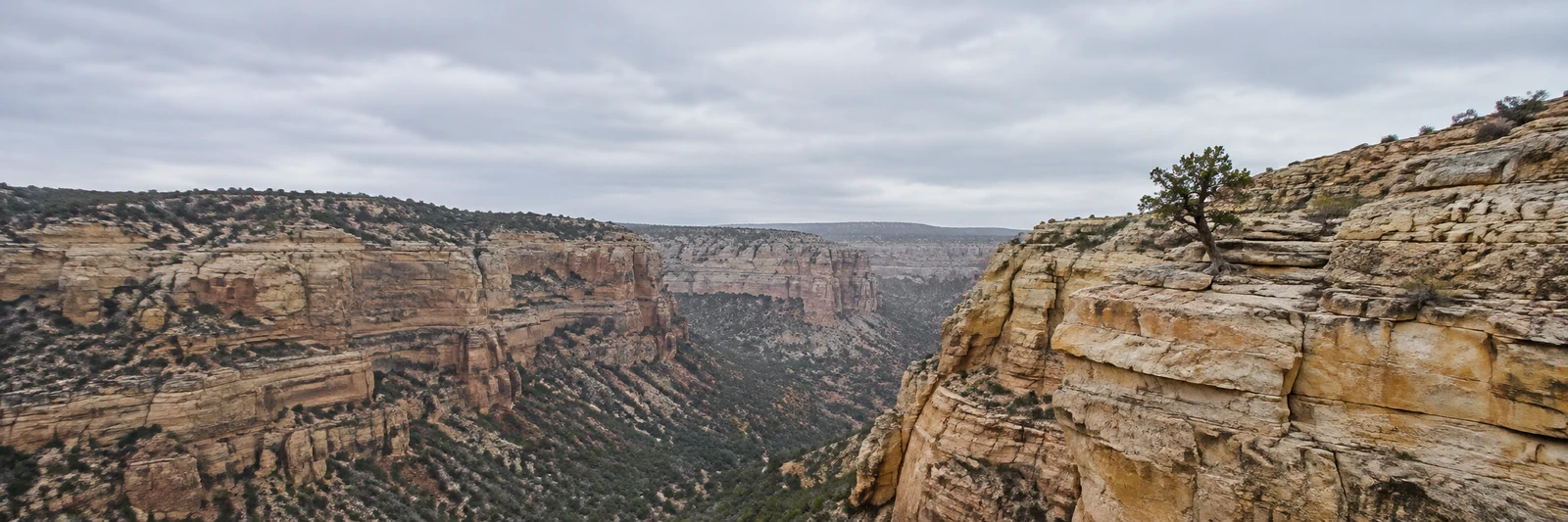 A wide view across a layered sandstone canyon beneath an overcast sky, with a lone juniper growing from the rocky ledge on the right.