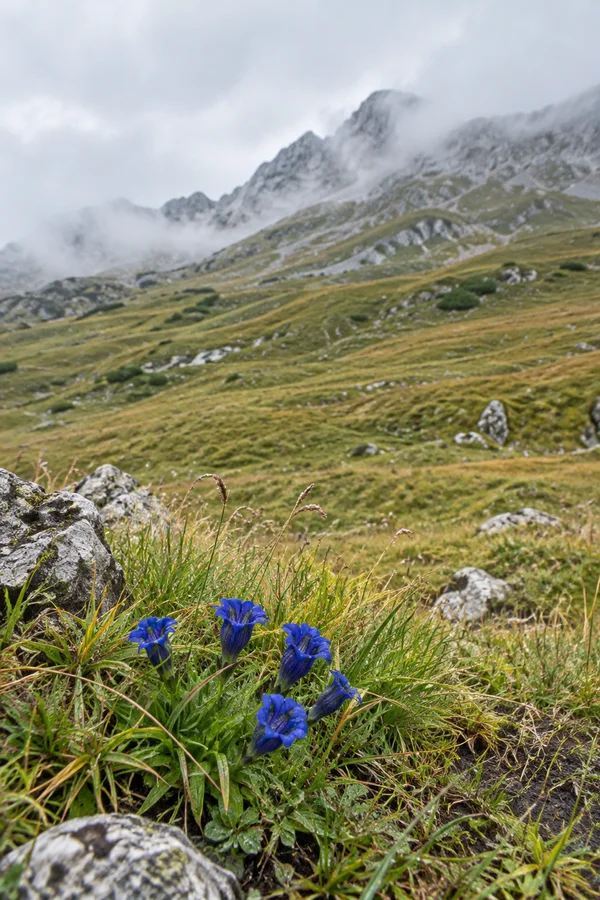 A cluster of deep blue flowers and tall grass grows among grey rocks in the foreground of a green alpine meadow, with a mist-covered rocky ridge beneath an…