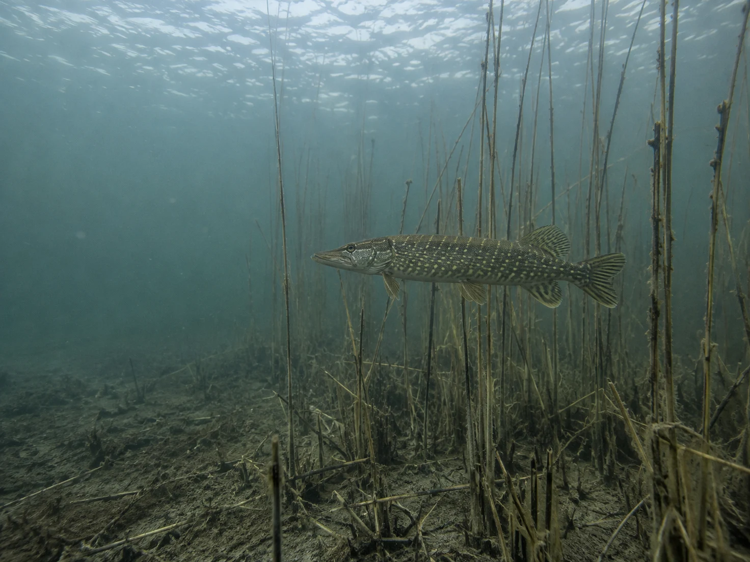 A northern pike hangs side-on among upright submerged reeds above a silty lake bed, with open blue-green water and the bright water surface above.
