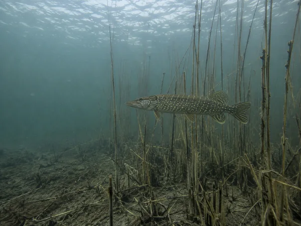 A northern pike hangs side-on among upright submerged reeds above a silty lake bed, with open blue-green water and the bright water surface above.