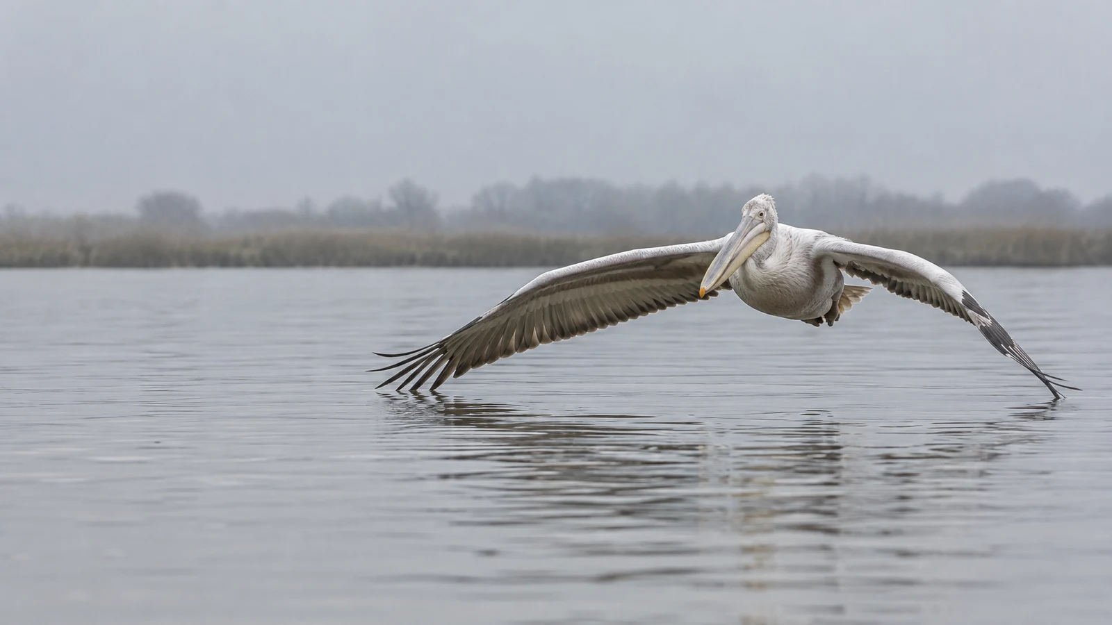 A pale pelican glides low over a calm grey lagoon, its wings fully spread and a soft reflection visible beneath it; a distant reed shoreline sits under a misty…