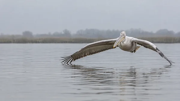 A pale pelican glides low over a calm grey lagoon, its wings fully spread and a soft reflection visible beneath it; a distant reed shoreline sits under a misty…