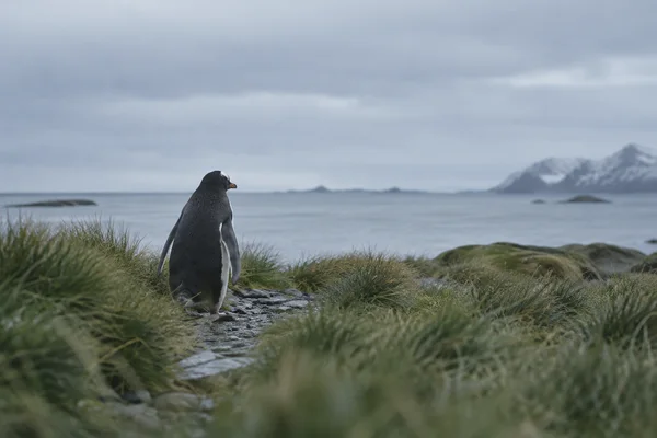A penguin seen from behind walks along a narrow rocky track through tussock grass toward a calm grey sea, with distant mountains beneath an overcast sky.