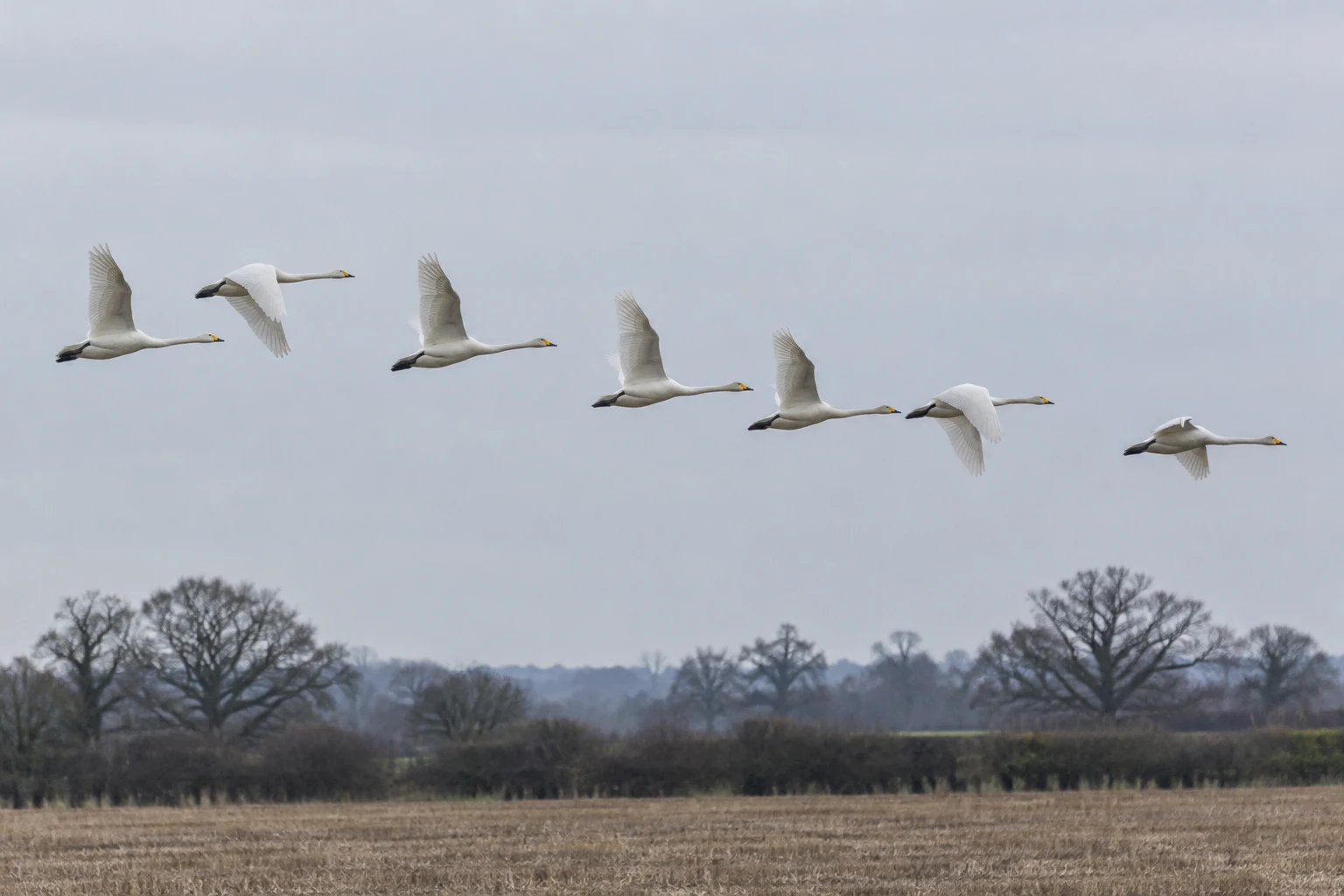 Seven white swans fly from left to right above a muted stubble field and dark hedgerow, with bare trees along the distant horizon beneath a pale grey sky.