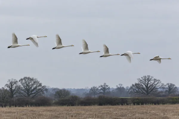 Seven white swans fly from left to right above a muted stubble field and dark hedgerow, with bare trees along the distant horizon beneath a pale grey sky.