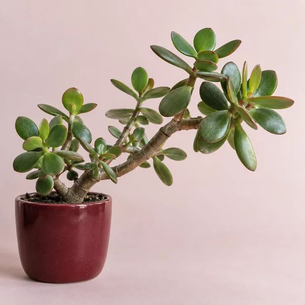 A mature jade plant with a thick, branching woody stem and clusters of glossy oval green leaves grows from a burgundy ceramic pot against a pale blush…