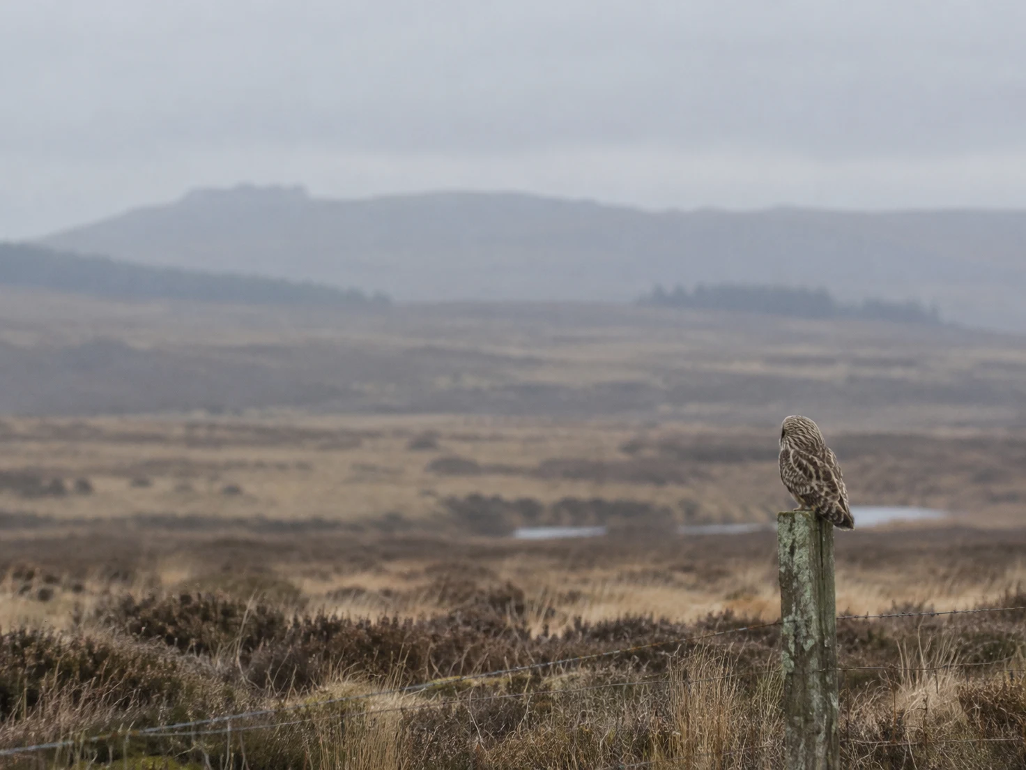A small brown-and-buff owl perches facing away on a lichen-covered wooden fence post in a tawny moorland, with misty low hills in the distance and wire fencing…