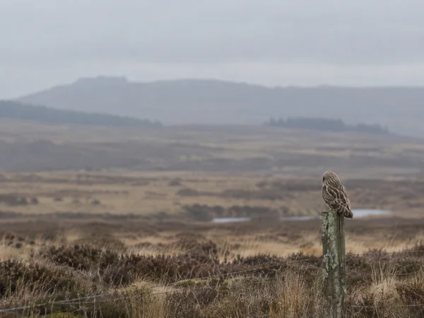 A small brown-and-buff owl perches facing away on a lichen-covered wooden fence post in a tawny moorland, with misty low hills in the distance and wire fencing…