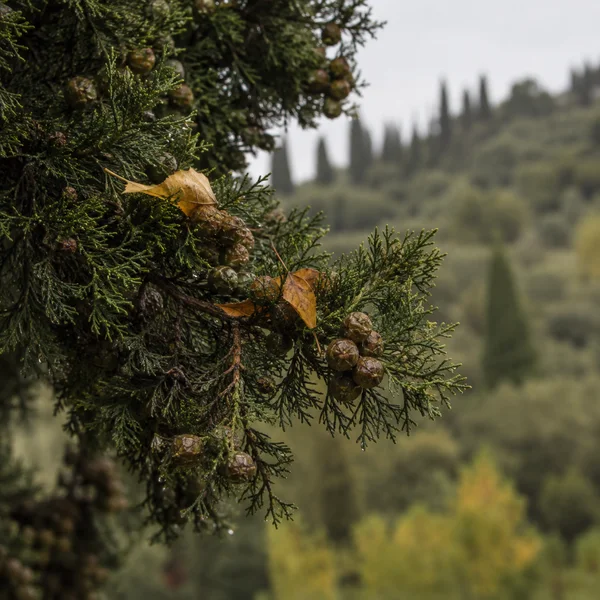 A damp, dark-green cypress branch with several round brown cones and golden-ochre leaves against a softly blurred hillside dotted with upright trees.