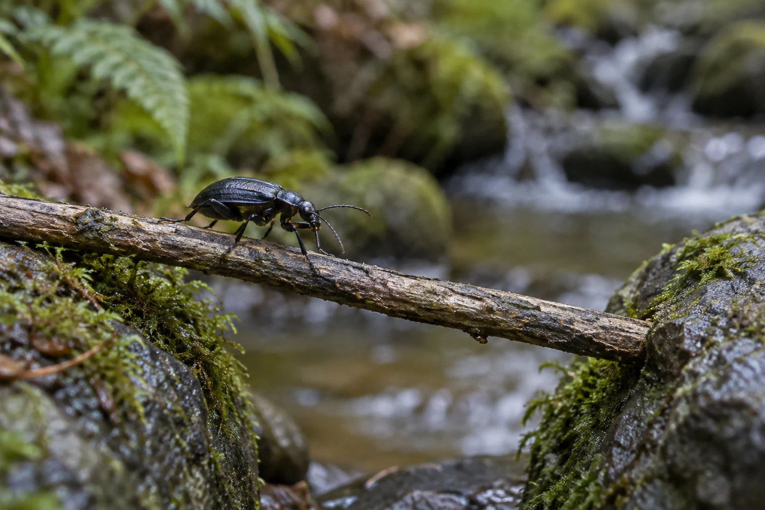 A dark, glossy beetle walks along a weathered twig spanning two moss-covered stones beside blurred flowing water.
