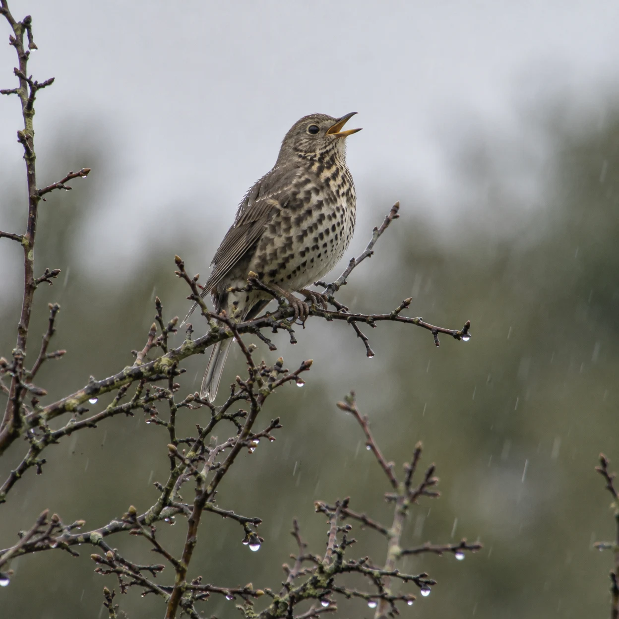 A spotted brown-and-cream thrush perches with its bill open on a rain-wet hawthorn branch, against a blurred grey sky and muted green background.