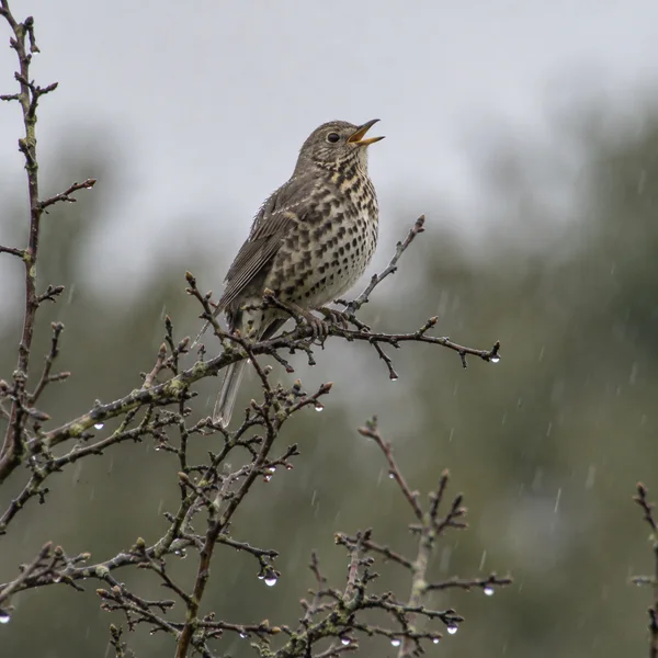 A spotted brown-and-cream thrush perches with its bill open on a rain-wet hawthorn branch, against a blurred grey sky and muted green background.