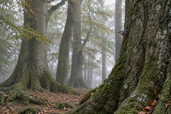 A small blue-and-buff nuthatch clings to the moss-streaked bark of a huge beech trunk in a misty forest of receding trees.