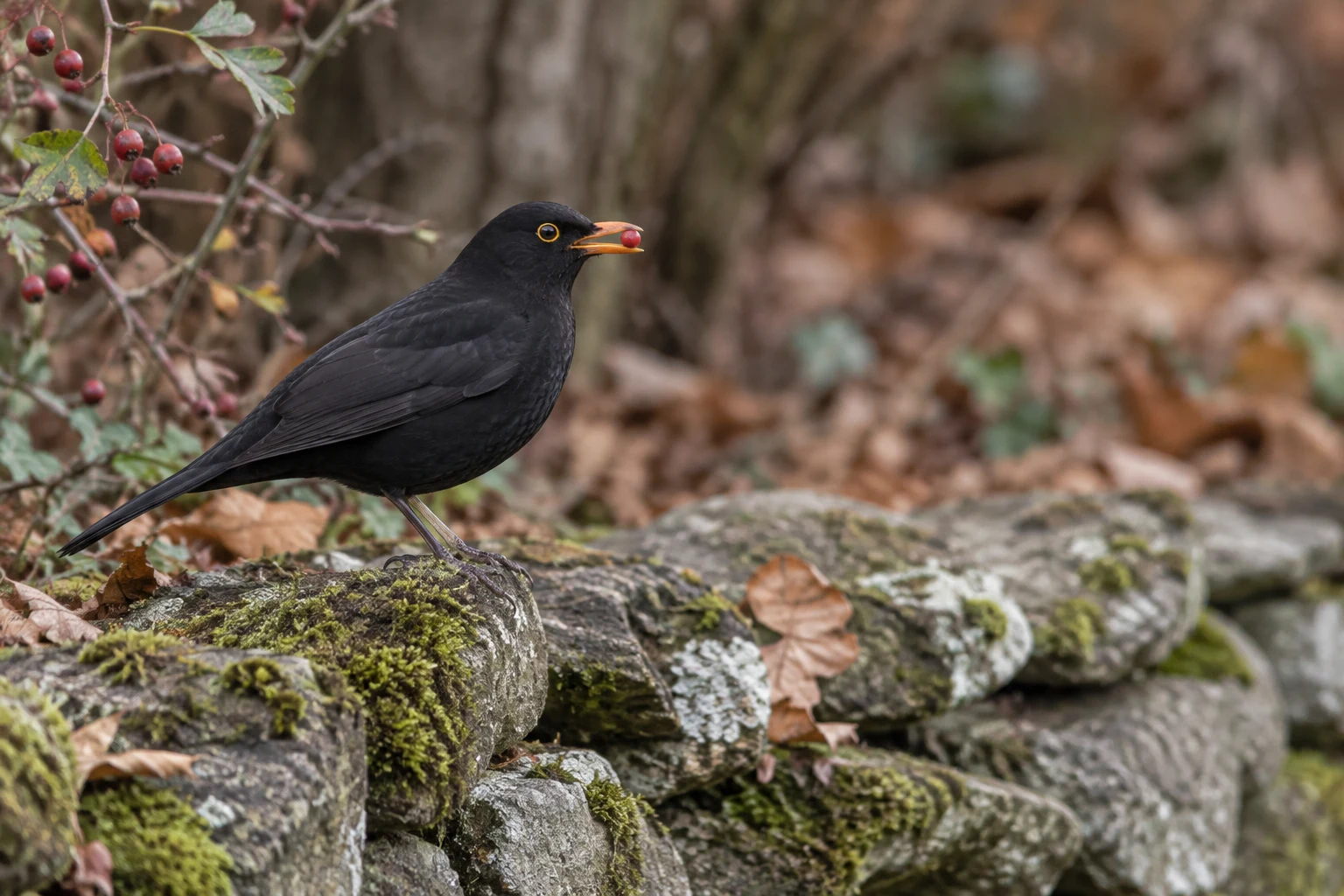 A blackbird with glossy dark plumage and an orange-yellow eye ring perches on a mossy stone wall, with a red berry at the tip of its orange bill.