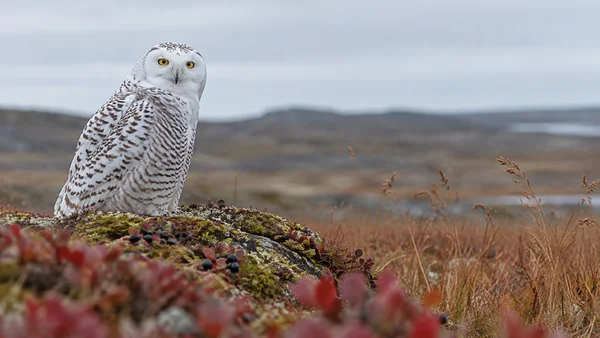 A snowy owl with bright yellow eyes perches on a mossy, berry-covered tundra hummock at left, with russet grasses, a soft distant landscape and pale-grey sky…