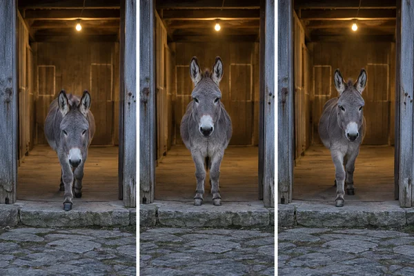 A three-panel sequence shows a grey donkey facing the camera in a weathered stable doorway: it steps forward in the left and right panels and stands with…