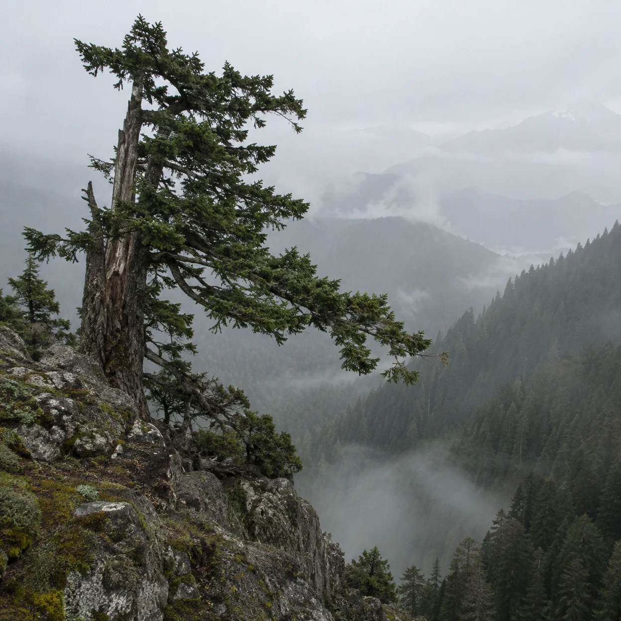 An old, asymmetrical evergreen leans over a lichen-speckled rocky cliff above a fog-filled mountain valley with dark conifer ridgelines fading into grey haze.