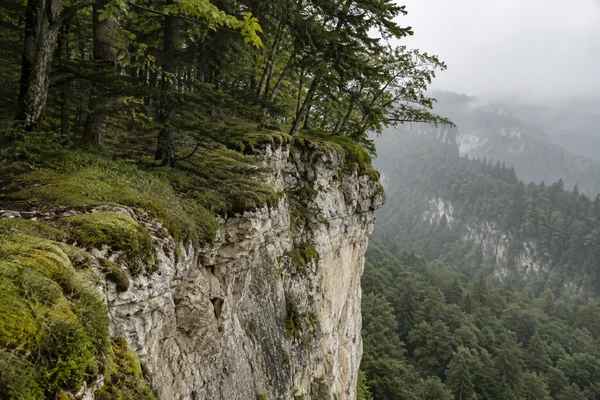 A pale, weathered limestone cliff projects from a wooded ridge, with moss and grass along its edge, conifers and broadleaf trees above it, and forested slopes…