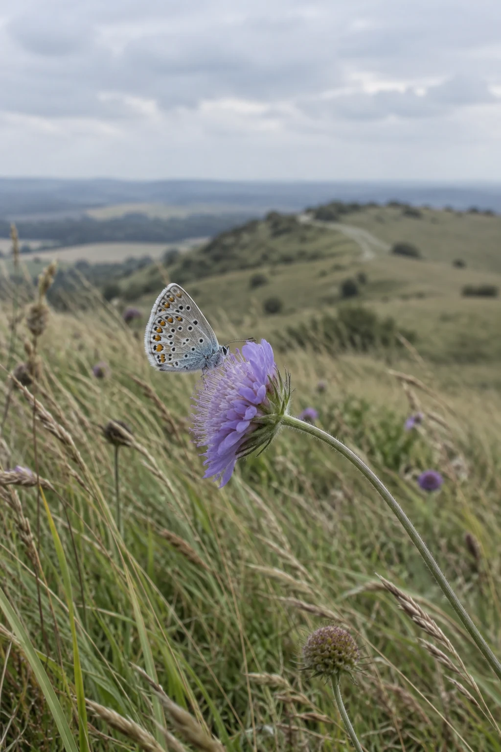 A blue butterfly with folded, silvery spotted wings clings to a lilac scabious flower on a grassy downland slope, with a softly blurred ridge and overcast sky…