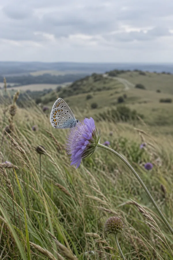 A blue butterfly with folded, silvery spotted wings clings to a lilac scabious flower on a grassy downland slope, with a softly blurred ridge and overcast sky…