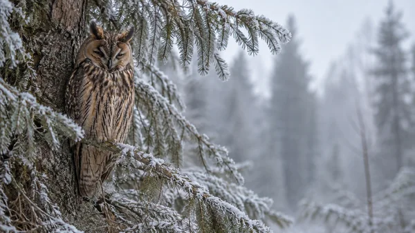 A long-eared owl roosts against a frost-covered spruce trunk on the left, with snowy branches and a softly blurred winter woodland receding across the open…